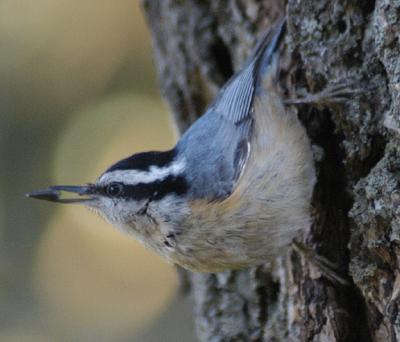 Red Breasted Nuthatch