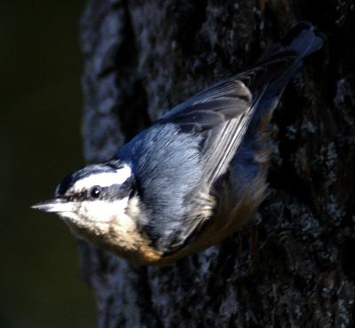 Red Breasted Nuthatch 2
