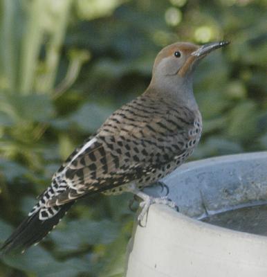 Northern Flicker 2