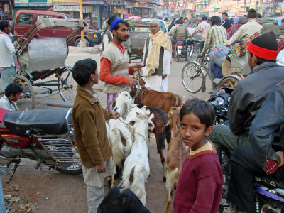 Goats Being  Taken To The Slaughterhouse Because of  BAKRID