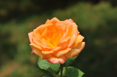 DSC_5828.JPG