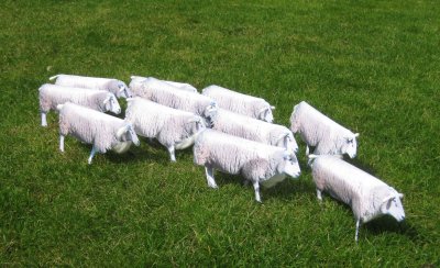 The flock of 11 sheep arriving