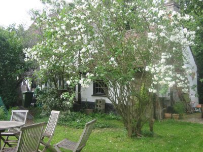 In Beck's garden