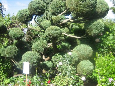 Open Gardens: Cloud tree