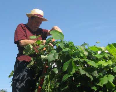 Wine harvest