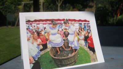Wine harvest