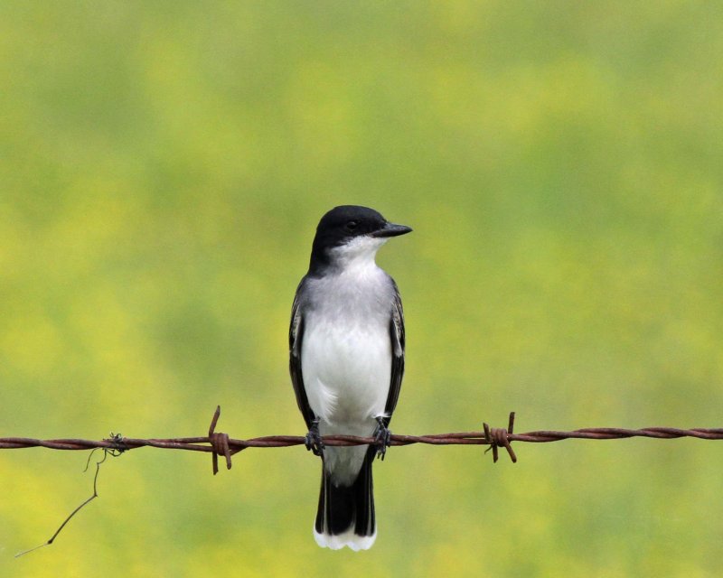 Eastern Kingbird