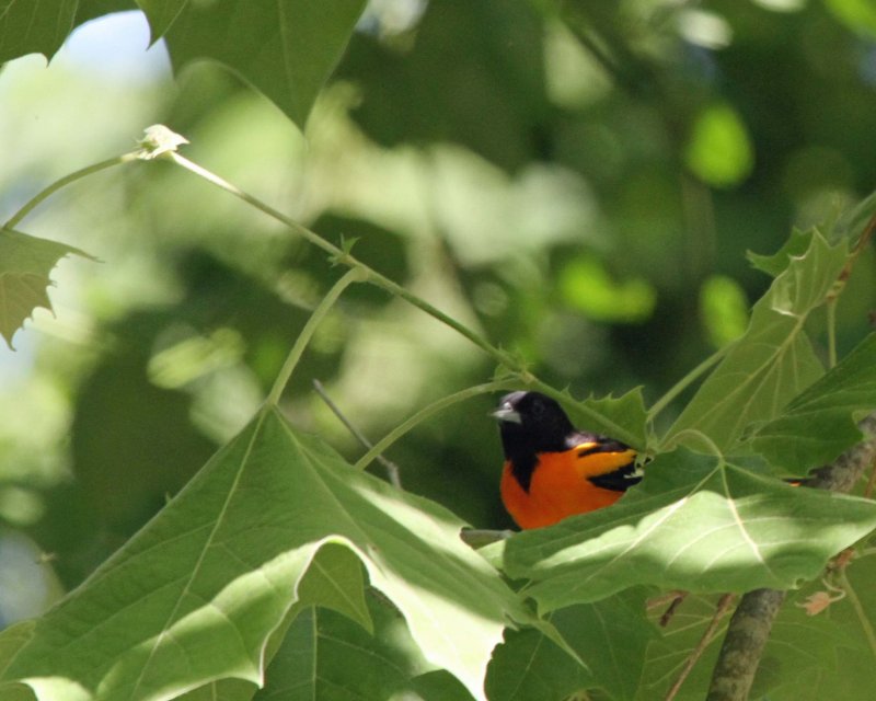 Baltimore Oriole