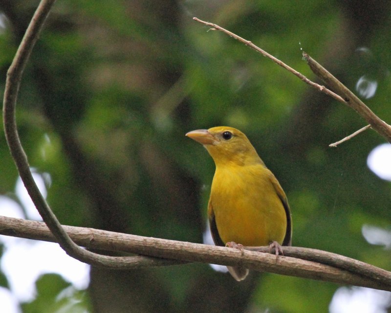 Summer Tanager