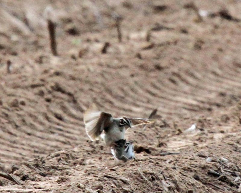 Lark Sparrows