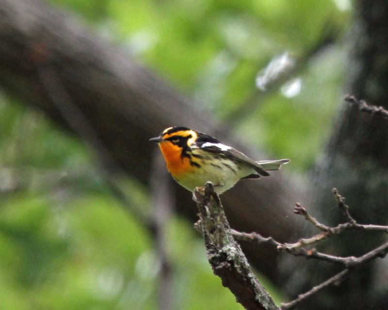 Blackburnian Warbler