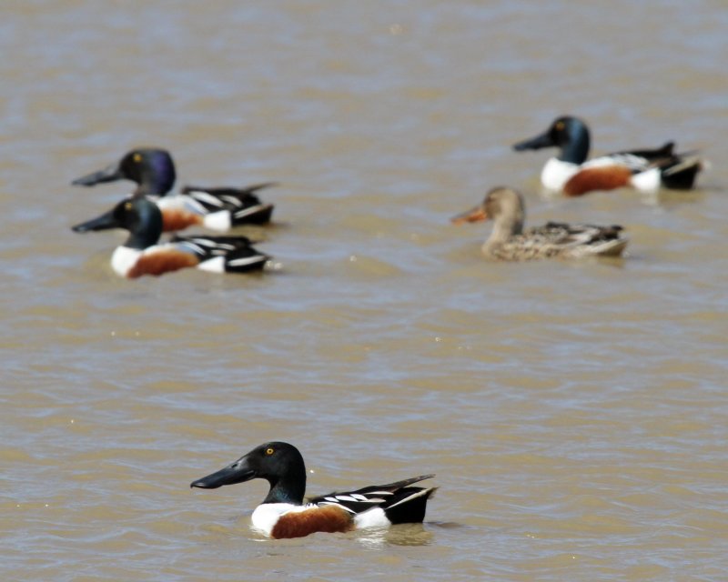 Northern Shoveler
