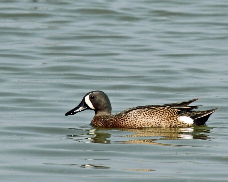 Blue-winged Teal
