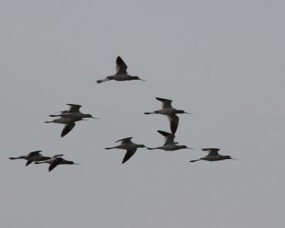 American Avocet