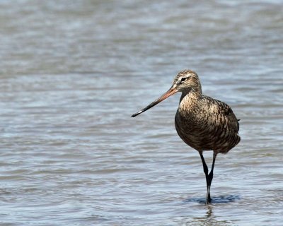 Hudsonian Godwit