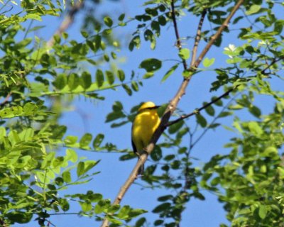 Blue-winged Warbler
