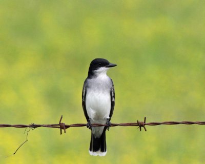 Eastern Kingbird