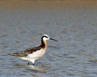 Wilson's Phalarope