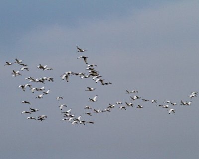 White Ibis