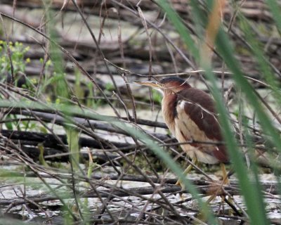 Least Bittern