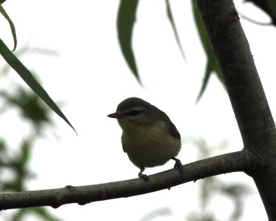 Philadelphia Vireo