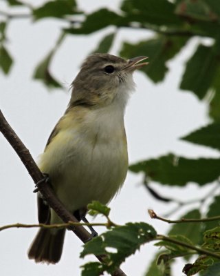 Bell's Vireo
