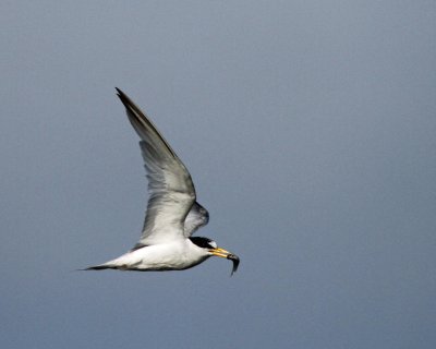 Least Tern