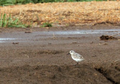 Sanderling