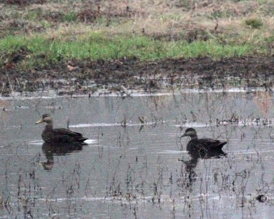 Mottled Duck and American Black Duck