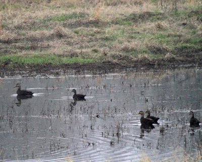 Mottled Ducks and American Black Duck