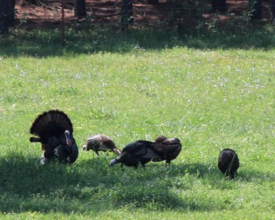 Wild Turkeys