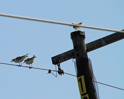 Bonaparte's Gulls