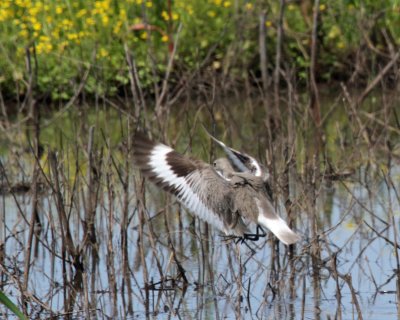 Willet