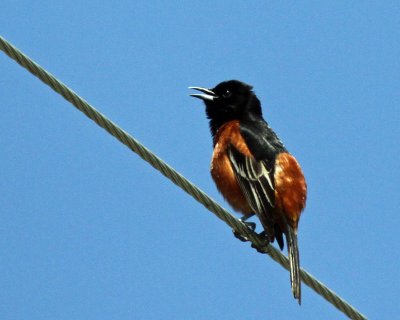 Orchard Oriole