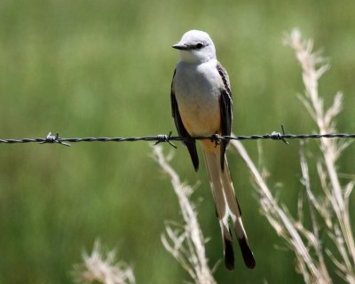 Scissor-tailed Flycatcher