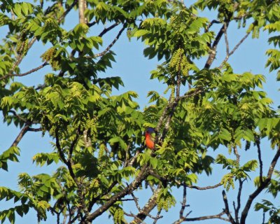 Painted Bunting