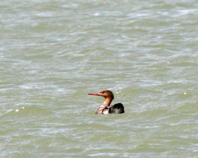 Red-breasted Merganser