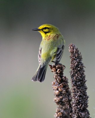 Prairie Warbler