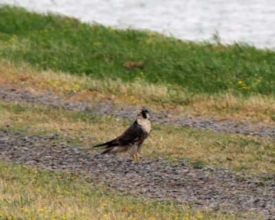 Peregrine Falcon