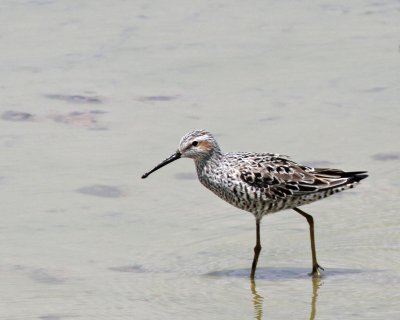 Stilt Sandpiper