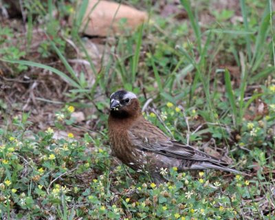 Gray-crowned Rosy-Finch