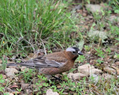 Gray-crowned Rosy-Finch