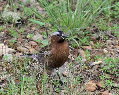 Gray-crowned Rosy-Finch