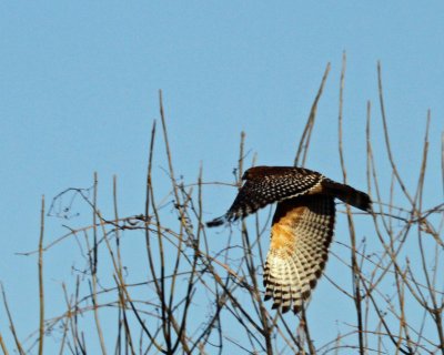 Red-shouldered Hawk