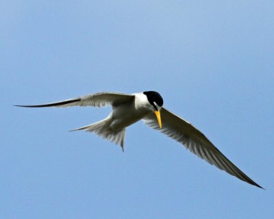 Least Tern