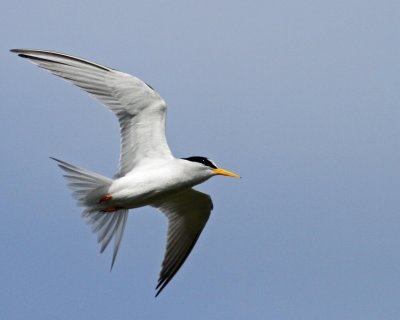 Least Tern