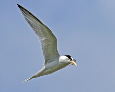 Least Tern