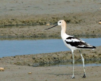 American Avocet