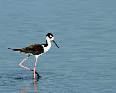 Black-necked Stilt