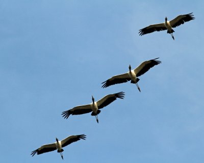 Wood Storks